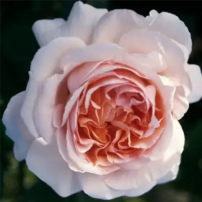 Роза АНДРЕ ЛЕ НОТР чайно-гибридная в Дзержинске