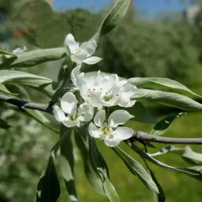 Груша ИВОЛИСТНАЯ в Дзержинске