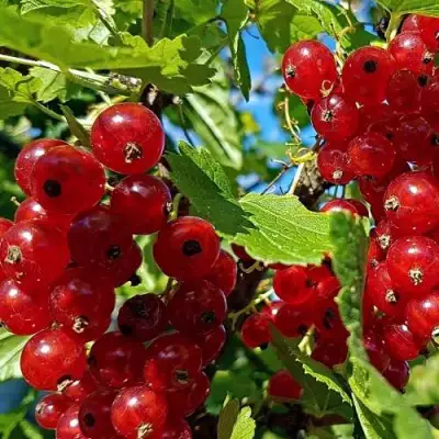 Смородина красная НЕНАГЛЯДНАЯ в Дзержинске