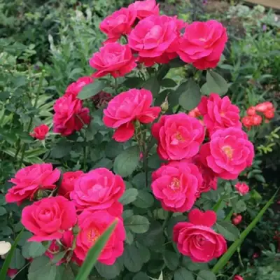 Роза ДЖОРДЖ ВАНКУВЕР флорибунда в Дзержинске