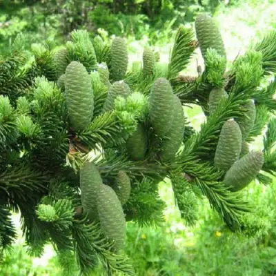 Пихта белая в Дзержинске