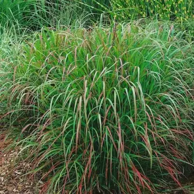 Просо РЕБРАУН прутьевидное в Дзержинске