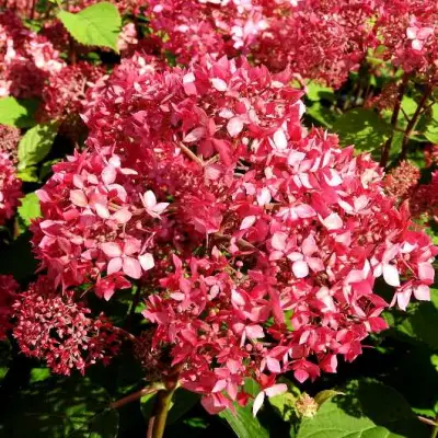 гортензия пинк пинкушен