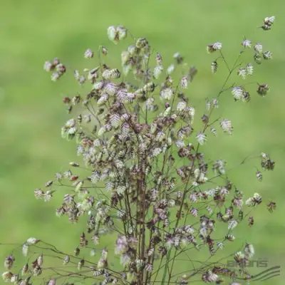Трясунка средняя в Дзержинске