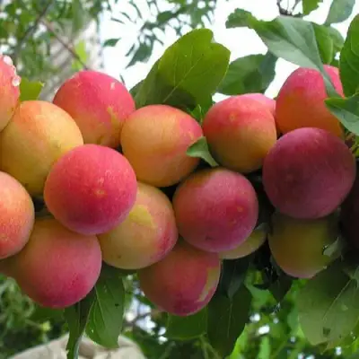 Слива СКОРОПЛОДНАЯ в Дзержинске