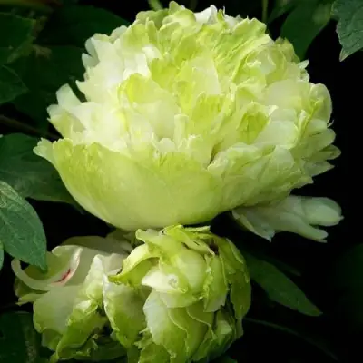 Пион ЗЕЛЕНЫЙ ШАР древовидный в Дзержинске