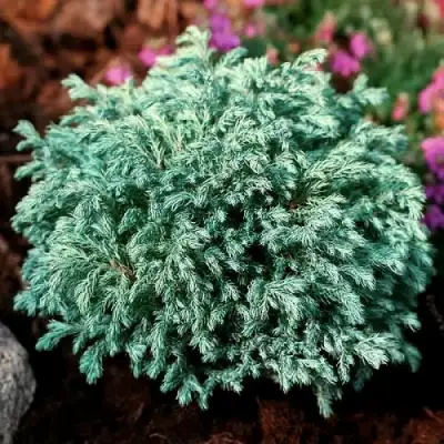 Кипарисовик БЕБИ БЛЮ горохоплодный в Дзержинске