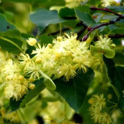 Липа сердцевидная в Дзержинске