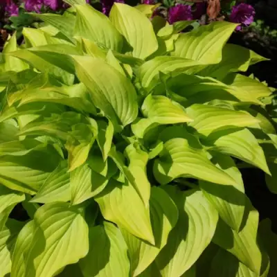 Хоста ХИДОН САНСЕТ в Дзержинске