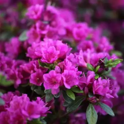 Азалия ГЕЙША ПЕРПЛ японская в Дзержинске