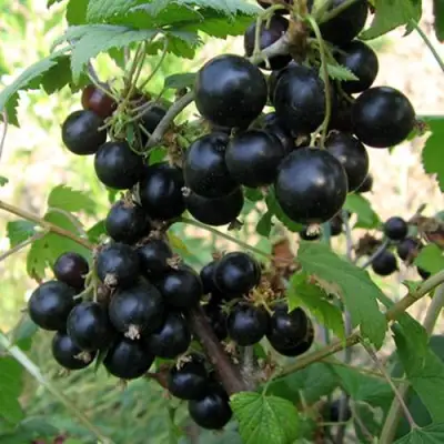 Смородина чёрная ШАРОВИДНАЯ в Дзержинске