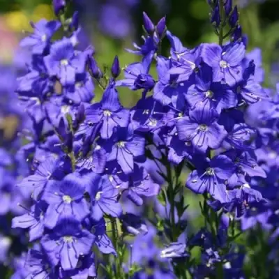 Вероника австрийская в Дзержинске