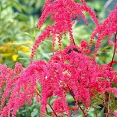 Астильба РЕД ЧАРМ Арендса в Дзержинске