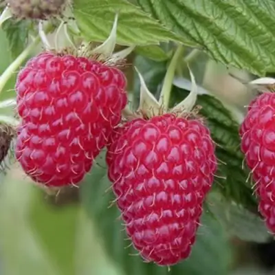 Малина ТУЛАМИН в Дзержинске