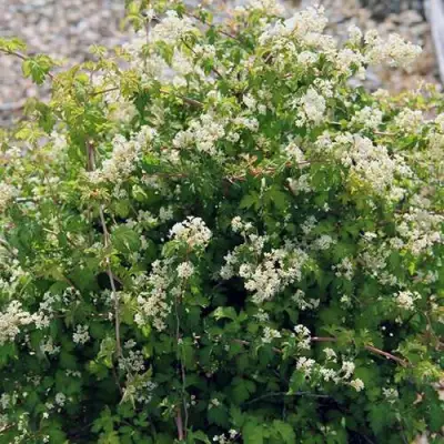 Стефанандра КРИСПА надрезаннолистная в Дзержинске