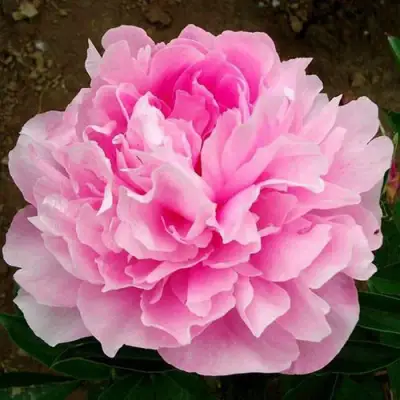 Пион ЛЕТЯЩИЙ ЖУРАВЛЬ травянистый в Дзержинске