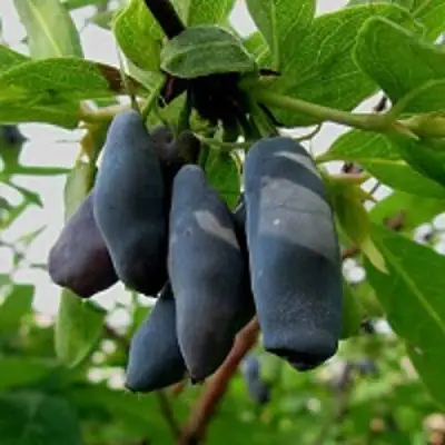 Жимолость съедобная ЧУЛЫМСКАЯ в Дзержинске