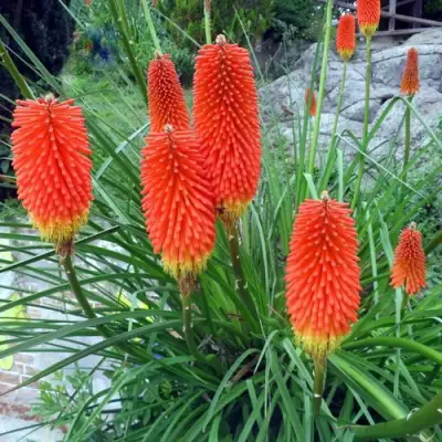 Книфофия БЕНГАЛ ФАЕР гибридная в Дзержинске