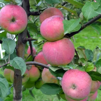 Яблоня БРЯНСКОЕ РОЗОВОЕ в Дзержинске