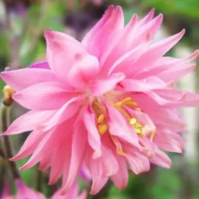 Аквилегия БАРЛОУ ПИНК гибрид МакКаны в Дзержинске