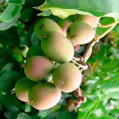 Актинидия ГИБРИДНАЯ КОЛБАСИНОЙ в Дзержинске