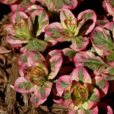 Вербейник АЛЕКСАНДР точечный в Дзержинске