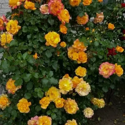 Роза САХАРА плетистая в Дзержинске