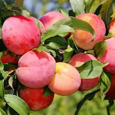 Слива ФАВОРИТЕ ДЕ СУЛТАНО в Дзержинске