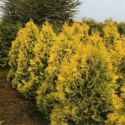 Туя ЕВРОПА ГОЛД западная в Дзержинске