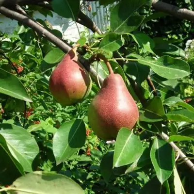 Груша РУМЯНАЯ КЕДРИНА в Дзержинске