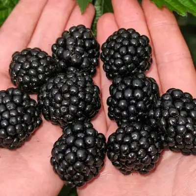 Ежевика ДЖАМБО бесшипная  в Дзержинске