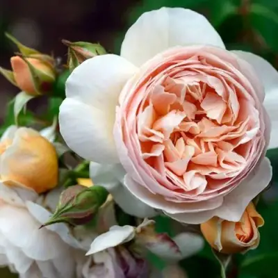 Роза ДЖУЛЬЕТТА английская в Дзержинске