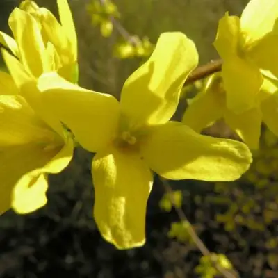 Форзиция ФОРЧУНА в Дзержинске