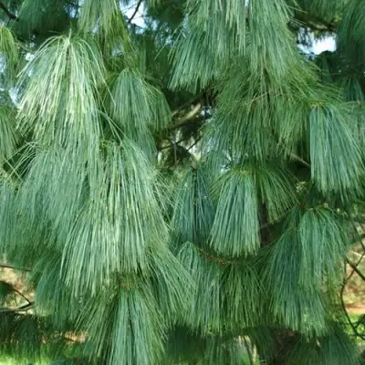 Сосна гриффита в Дзержинске