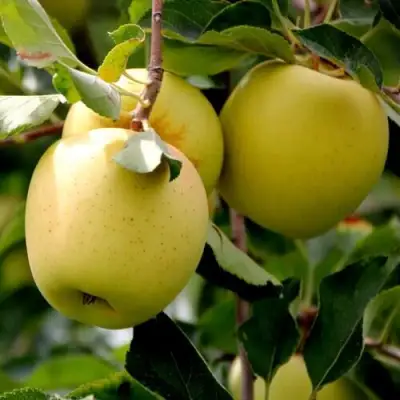 Яблоня ГОЛДЕН ВЛАДИМИРСКИЙ в Дзержинске