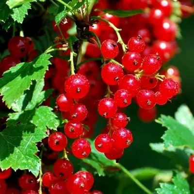 Смородина красная НЕНАГЛЯДНАЯ в Дзержинске