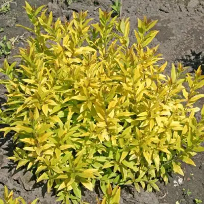 Бирючина АУРЕА обыкновенная в Дзержинске