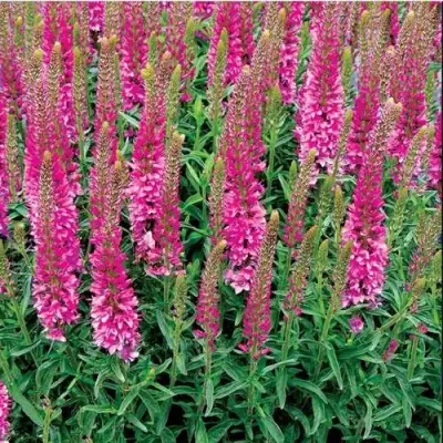 Вероника РОНИКА ФУКСИЯ в Дзержинске