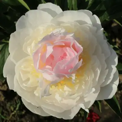 Пион БЛАШ КВИН травянистый в Дзержинске