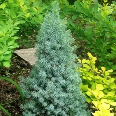 Ель КОНИКА сизая в Дзержинске