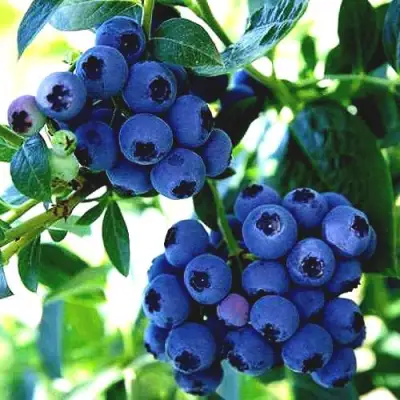 Голубика РЕКА в Дзержинске