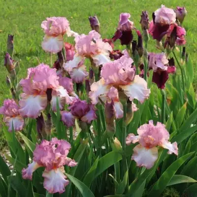 Ирис БЛАШИНГ ПИНК бородатый в Дзержинске