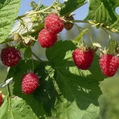 Малина КОЛОКОЛЬЧИК в Дзержинске