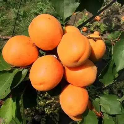 Абрикос ХАРГРАНД в Дзержинске