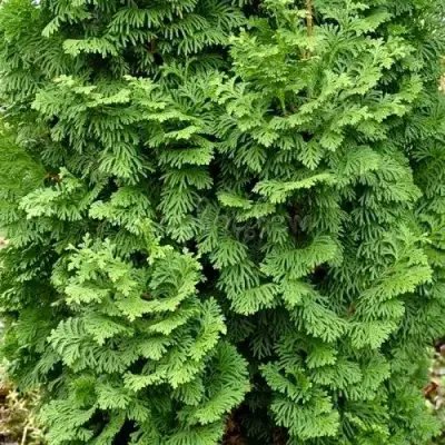 Туя СПИРАЛИС МИНИ западная в Дзержинске