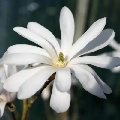 Магнолия РОЯЛ СТАР в Дзержинске