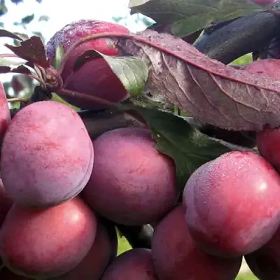 Слива ПАННА в Дзержинске