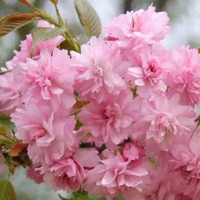 Сакура РОЗЕА ПЛЕНА в Дзержинске