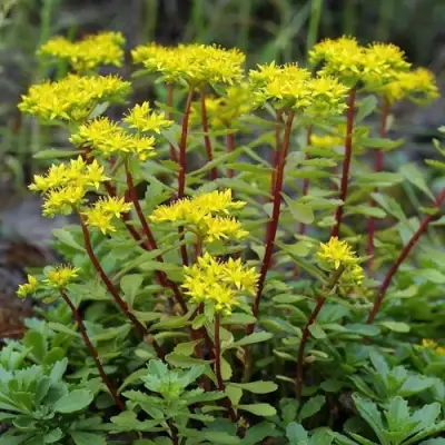 Очиток (седум) ИММЕРГРЮНХЕН в Дзержинске