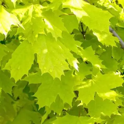 Клен ПРИНСЕТОН ГОЛД остролистный в Дзержинске